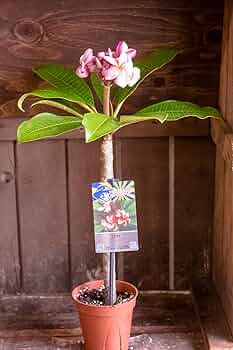 プルメリア出品 Amazon.co.jp: プルメリア ヘブン 4号鉢（直径12cm） ジャングル